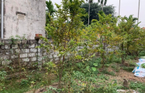 Lao vào cơn sốt đất ảo, vợ chồng nuốt nước mắt nhìn tài sản 'đội nón ra đi'