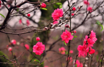 Lựa chọn cây cảnh, hoa kiểng trang trí Tết