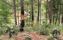 Lâm Đồng ra văn bản chấm dứt hoạt động dự án sân golf và khu nghỉ dưỡng Đà Lạt