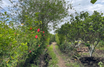 Chi tiền tỷ "bỏ phố về quê": Chưa kịp hưởng thành quả đã vội rao bán gấp