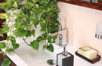 5 loại cây khử mùi nhà vệ sinh hiệu quả