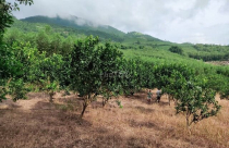 Đất trồng cây lâu năm có được xây nhà?