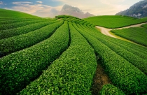 Capella Group muốn tài trợ lập quy hoạch khu đô thị, du lịch sinh thái nghỉ dưỡng Tây Bà Nà 4.333 ha