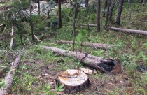 Vụ phá rừng để chiếm đất rồi rao bán tại Lâm Đồng: Phó Thủ tướng giao Bộ Công an điều tra, xử lý nghiêm