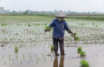 Thái Bình: Chuyển mục đích sử dụng hơn 33ha đất lúa để làm đường