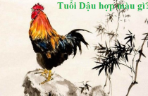 Tuổi Dậu hợp màu gì? Chọn nội thất nhà hợp phong thủy