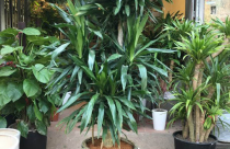 Cây Thanh Lan: Đặc điểm, ý nghĩa phong thủy và cách chăm sóc