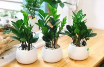 Tuổi Tỵ hợp cây gì? Cách chọn cây phong thủy theo từng năm sinh