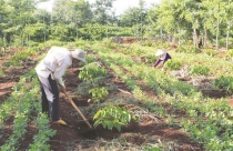 Đất nông nghiệp hết hạn sử dụng có được mua bán?