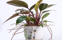 Tuổi Ngọ hợp cây gì? Cách chọn cây phong thủy theo từng năm sinh