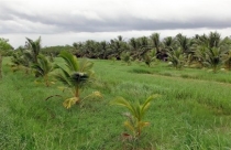 Quy định về hạn mức nhận chuyển quyền sử dụng đất