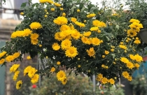 7 loại cây xanh giúp thanh lọc không khí chưng trong ngày Tết