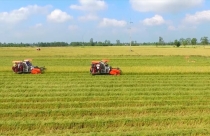 Điều kiện cho phép chuyển mục đích sử dụng đất trồng lúa năm 2023