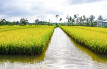 Thực hiện chuyển đổi cơ cấu cây trồng, vật nuôi trên đất trồng lúa thế nào?