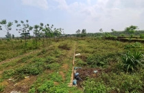 TP.HCM kiến nghị xử lý đất để trống, bỏ hoang gây lãng phí