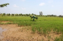 Thu hồi đất nông nghiệp, người dân được bồi thường thế nào theo quy định mới nhất hiện nay?