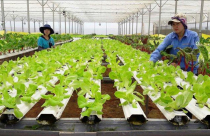 Chính sách hỗ trợ khi kinh doanh theo mô hình nông nghiệp tuần hoàn?