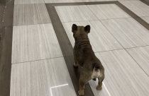 Từ ngày 15/12, thả chó, mèo trong chung cư bị phạt đến 1 triệu đồng