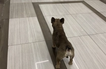 Từ ngày 15/12, thả chó, mèo trong chung cư bị phạt đến 1 triệu đồng