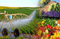 Sửa Luật Thuế GTGT: Khơi thông hoàn thuế, giảm áp lực vốn cho nông nghiệp và xuất khẩu