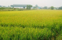 Điều kiện chuyển nhượng đất trồng lúa