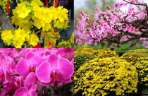 Các loại hoa, cây cảnh được ưa chuộng trang trí Tết Bính Ngọ 2026