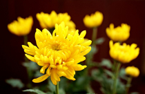 Chọn hoa chưng bàn thờ Tết Nguyên đán 2026 rước may mắn tài lộc cả năm