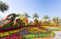 Du Xuân mãn nhãn với 1.000 gốc mai quý hiếm giữa lòng Sài Gòn