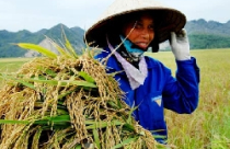 Tăng xuất khẩu sang Trung Quốc để giảm nhập siêu 