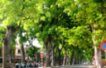 Chính phủ ban hành Nghị định về quản lý cây xanh đô thị