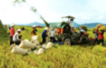 Đầu tư vào nông thôn sẽ được miến giảm thuế 