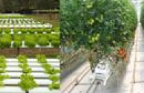 Kiều bào nói về vận hội mới cho nông nghiệp đô thị 