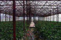 Hà Nội xây Khu nông nghiệp ứng dụng công nghệ cao 