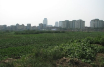 Tòa nhà cao nhất Việt Nam có thể mang hình bông lúa