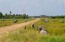 Sẽ kéo dài thời gian miễn thuế nông nghiệp trong 10 năm? 