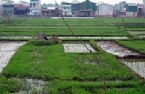 Thuế đất nông nghiệp: Nghị quyết “vượt mặt” luật? 