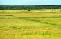 Điều chỉnh quy hoạch đất trồng lúa của 33 tỉnh, thành phố