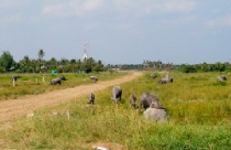 Đà Nẵng: Miễn, giảm thuế sử dụng đất nông nghiệp năm 2010 