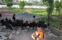 Hà Nội: Dự án lớn thu hàng trăm ha đất, dân không biết, xã không hay