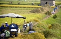 Đánh thuế cao với đất đầu cơ, bỏ hoang 