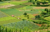 Miễn giảm thuế sử dụng đất nông nghiệp: 5 năm hay 10 năm 