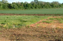 Bộ tư pháp: Việc ký kết hợp đồng “bán lúa non” là hành vi bị cấm 