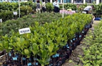 SSC: Đầu tư xây dựng Tổ hợp 17 tầng tại Tân Bình 