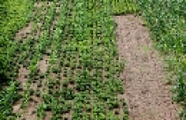 Cương quyết thu hồi diện tích đất để hoang hoá, lãng phí 