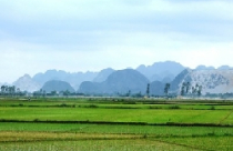 Hà Nội: Rà soát các dự án sử dụng đất nông nghiệp 