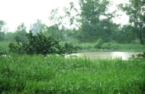 “Phù phép” đất công viên thành đất ở 