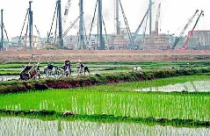 Đô thị, công nghiệp 'ngốn' hơn 7.000 ha đất lúa mỗi năm 