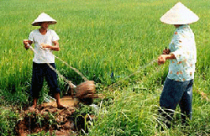 Những đối tượng sẽ được miễn thuế sử dụng đất nông nghiệp 