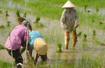 Thu hồi hàng trăm ha đất sử dụng sai mục đích 