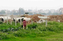 Năm 2010: Tổng diện tích đất vi phạm lên tới 8.000 ha 